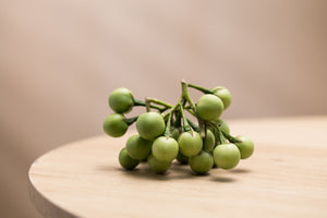 Guggul Extract Benefits for Your Metabolism